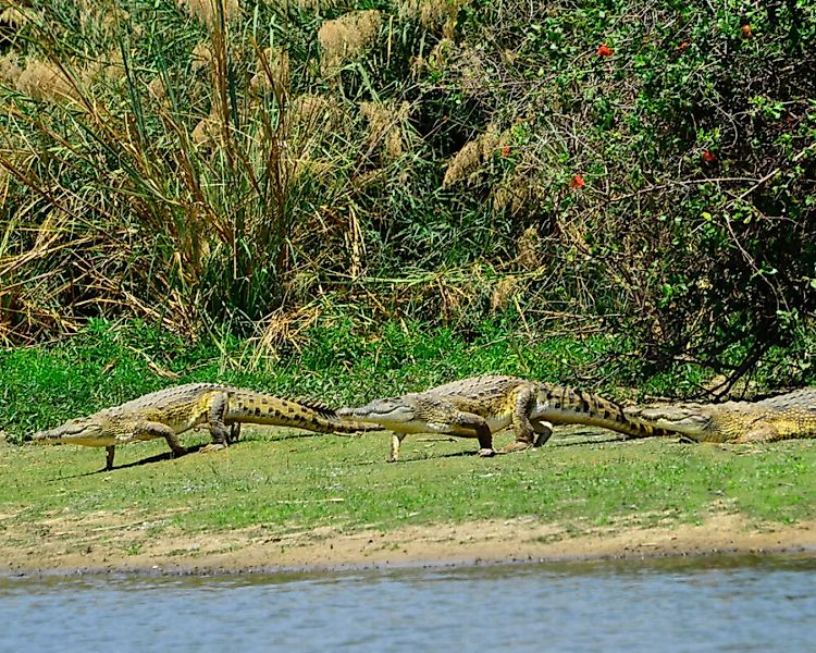 Fototapete "Krokodile" 4,00x2,50 m / Glattvlies Brillant günstig online kaufen