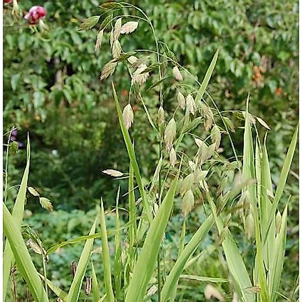 Breitährengras - großer Topf - Uniola latifolia günstig online kaufen