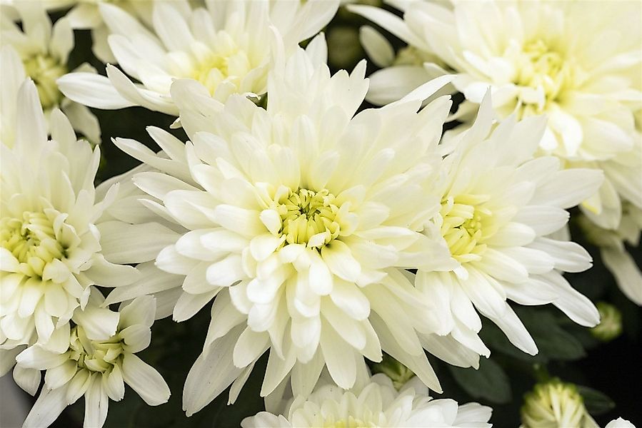 Pflanzen für Dich Staude Chrysanthemum hort. Larry, 1 St., Chrysantheme günstig online kaufen