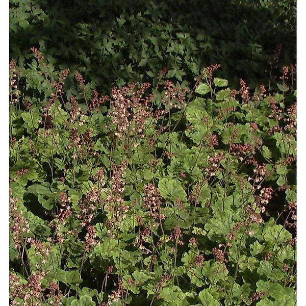 Teppich Purpurglöckchen - Heucherella tiarelloides günstig online kaufen