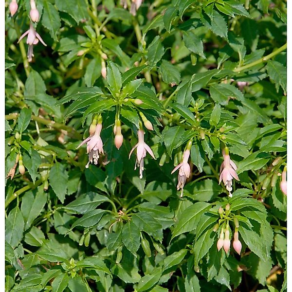 Fuchsie Alba - Fuchsia magellanica günstig online kaufen