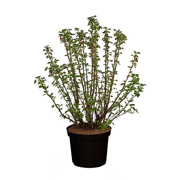 GROW by OBI Zierjohannisbeere King Edward Rot Höhe ca. 80 - 100 cm günstig online kaufen