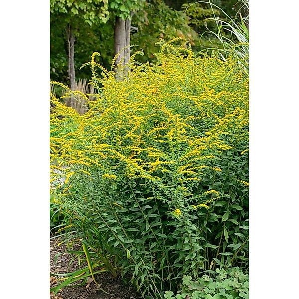 Solidago Rugosa Fireworks Raue Goldrute Ca. 9x9 cm Topf günstig online kaufen