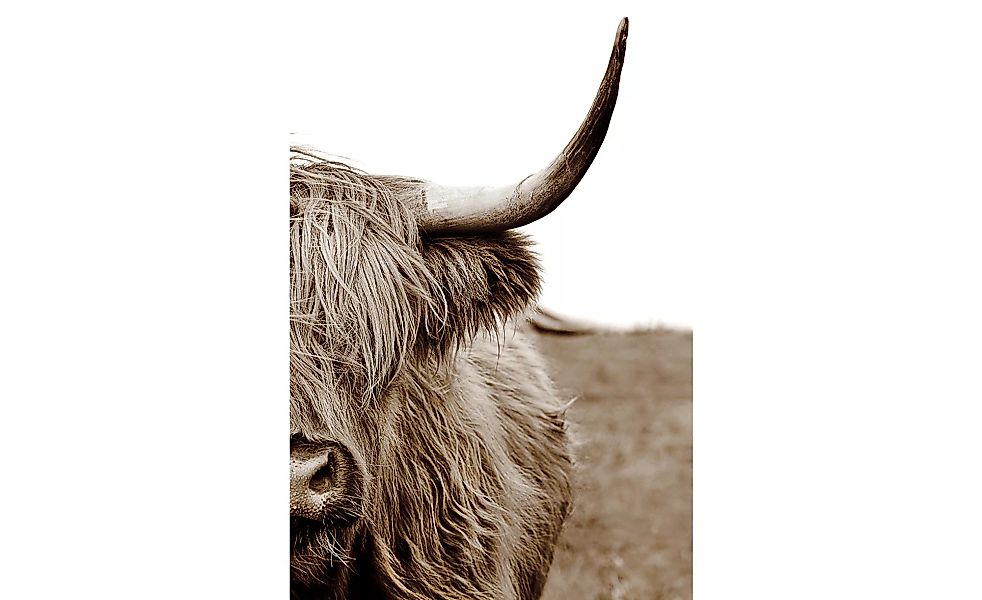 Kunstleinwand 60x80 cm  "Scott. Highland Cattle II" - 60 cm - 80 cm - 2 cm günstig online kaufen