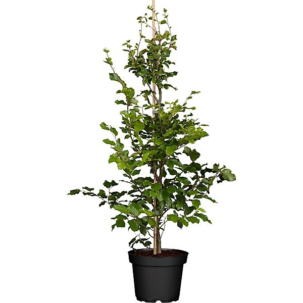 GROW by OBI Rotbuche Grün Höhe ca. 60 - 80 cm Topf ca. 3 l Fagus sylvatica günstig online kaufen