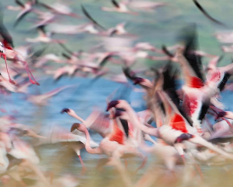 Fototapete "Flamingos" 4,00x2,50 m / Glattvlies Perlmutt günstig online kaufen