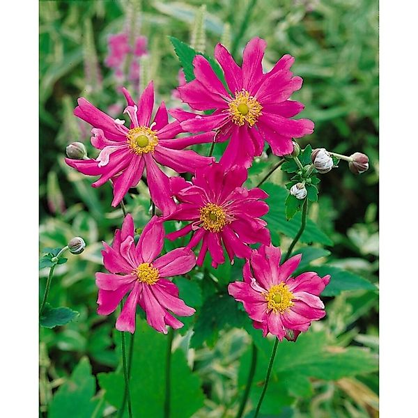 Anemone Japonica Prinz Heinrich Herbstanemone Ca. 9x9 cm Topf günstig online kaufen