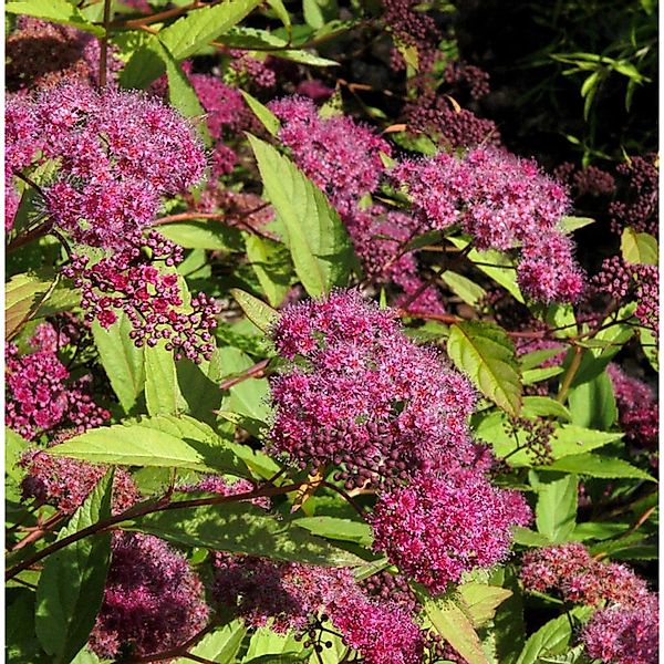 Sommerspierstrauch Zigeunerblut 20-30cm - Spiraea japonica günstig online kaufen