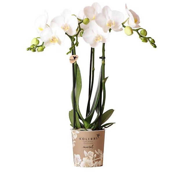 Kolibri Orchids Weiße Phalaenopsis Orchidee Amabilis Topfgröße 9cm günstig online kaufen