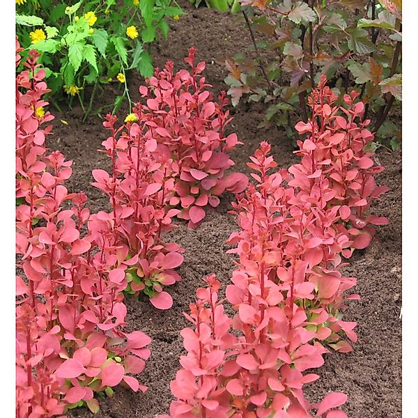 Säulen Beberitze Orange Sunrise 30-40cm - Berberis thunbergii günstig online kaufen