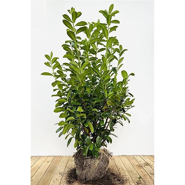 Prunus,aurocerasus 'Novita' 140-160 cm günstig online kaufen