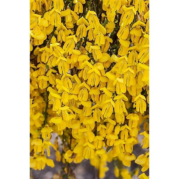 Cytisus Scoparius Besenginster Golden Sunlight 30-40 cm günstig online kaufen