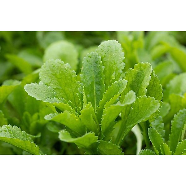 Echinops Banaticus Kugeldistel Ca. 9x9 cm Topf günstig online kaufen
