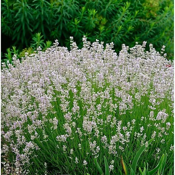 Echter Lavendel Melissa - Lavandula angustifolia günstig online kaufen