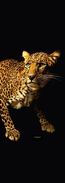 Architects Paper Fototapete "Leopard" Tiger Tapete Panel Schwarz 1,00m x 2, günstig online kaufen