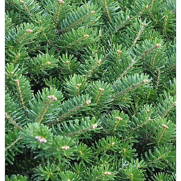 Hochstamm Zwerg Koreatanne Cis 40-60cm - Abies koreana günstig online kaufen