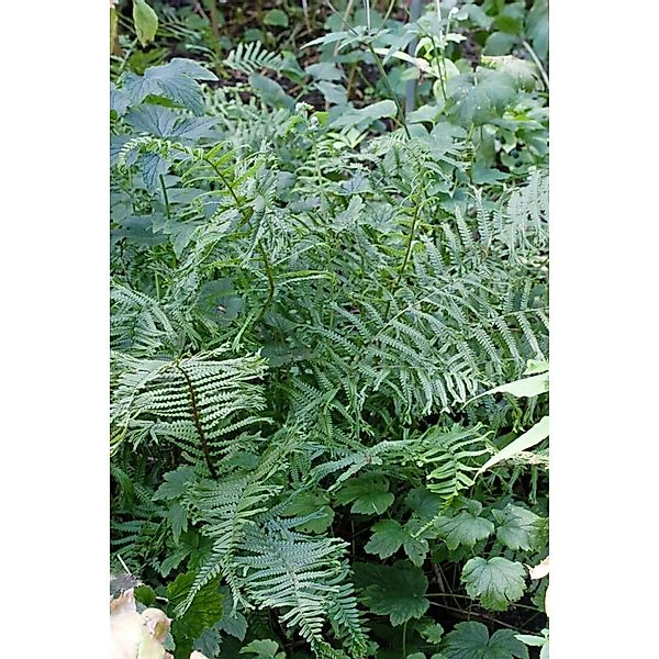 Dryopteris Filix-Mas Linear.Polydactylon Wurmfarn Ca. 9x9 cm Topf günstig online kaufen