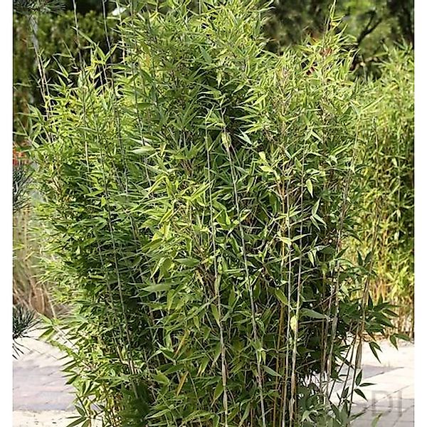 Gartenbambus Obelisk 80-100cm - Fargesia nitida günstig online kaufen