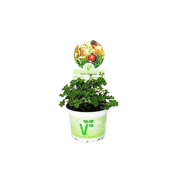 Exotenherz Duftgeranie Apfel Pelargonia Odorata Hybrid günstig online kaufen