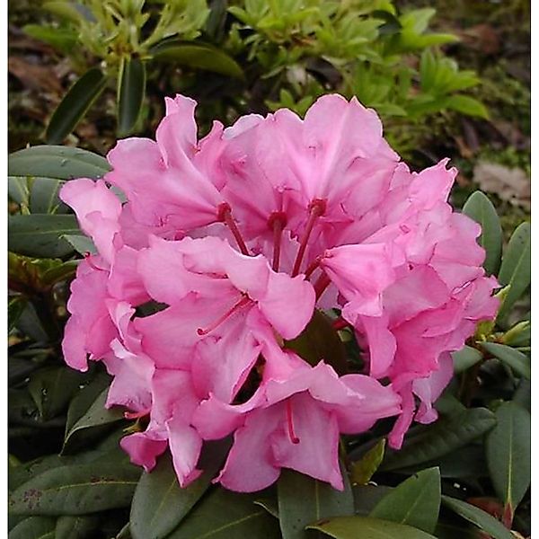 INKARHO - Rhododendron Herbstzauber 25-30cm - Alpenrose günstig online kaufen