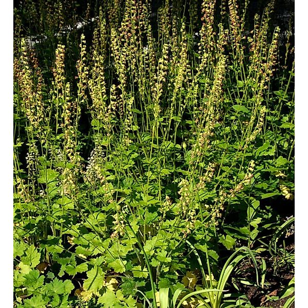 Falsche Allraunwurzel - Tellima grandiflora günstig online kaufen