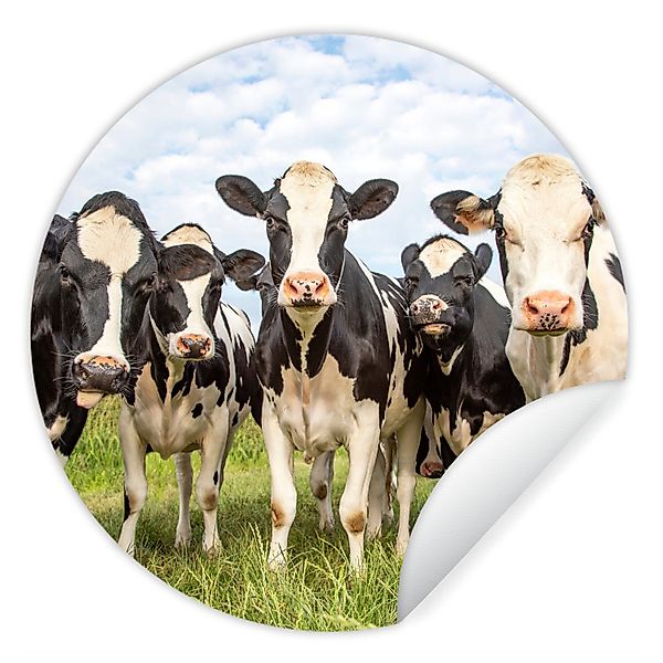 MuchoWow Wandsticker Kühe - Weide - günstig online kaufen