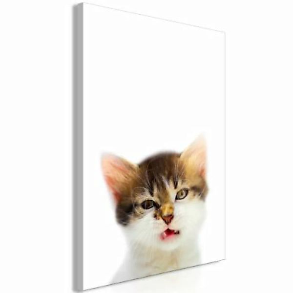 artgeist Wandbild Vexed Cat (1 Part) Vertical mehrfarbig Gr. 40 x 60 günstig online kaufen