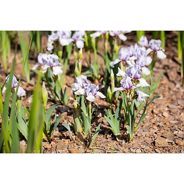 Iris X Barb.-media Sibirische Schwertlilie Ca. 11x11 cm Topf günstig online kaufen