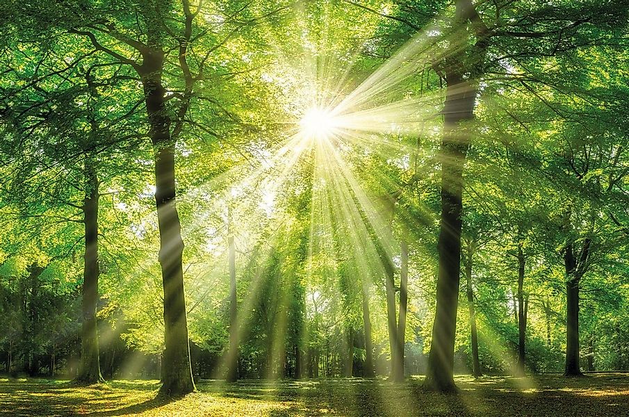 Bönninghoff Leinwandbild Sonnenstrahl, (1 St) günstig online kaufen