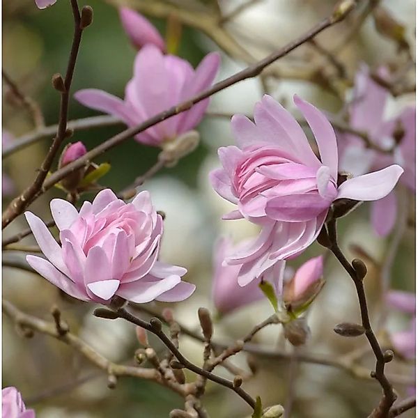 Kleine Sternmagnolie Georg Henry Kern 30-40cm - Magnolia stellata günstig online kaufen