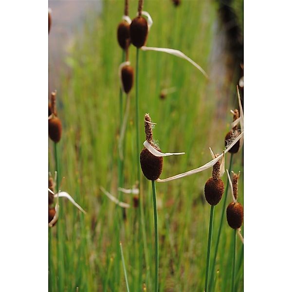 Typha Minima Zwergrohrkolben Ca. 9x9 cm Topf günstig online kaufen