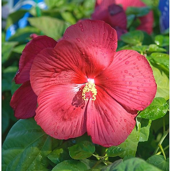 Staudeneibisch Summerific Summer in Paradise 30-40cm - Hibiscus moscheutos günstig online kaufen