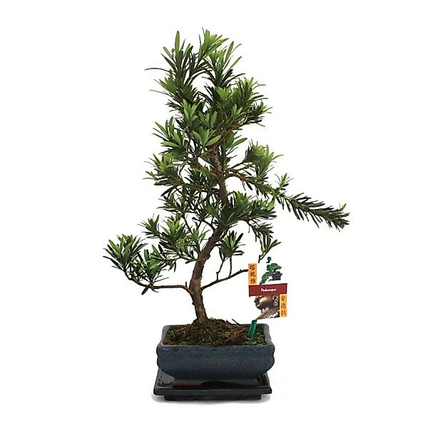 Exotenherz Bonsai Steineibe Podocarpus Macrophyllus ca. 6 Jahre günstig online kaufen