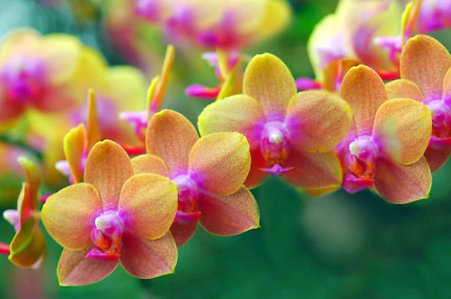Papermoon Fototapete »Golden Orchids« günstig online kaufen