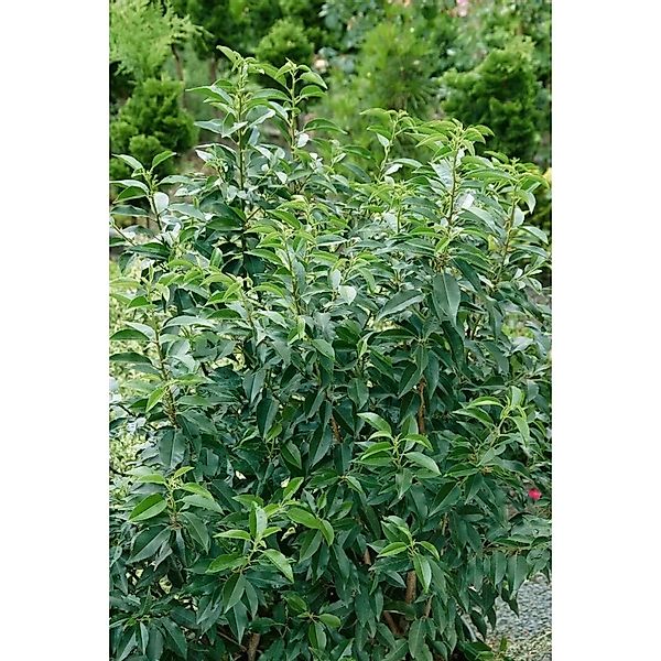 Prunus,usitanica 'Angustifolia' 60-80 cm günstig online kaufen