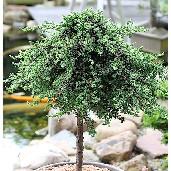Hochstamm Grüner Kriechwacholder Green Mantle 80-100cm - Juniperus squamata günstig online kaufen