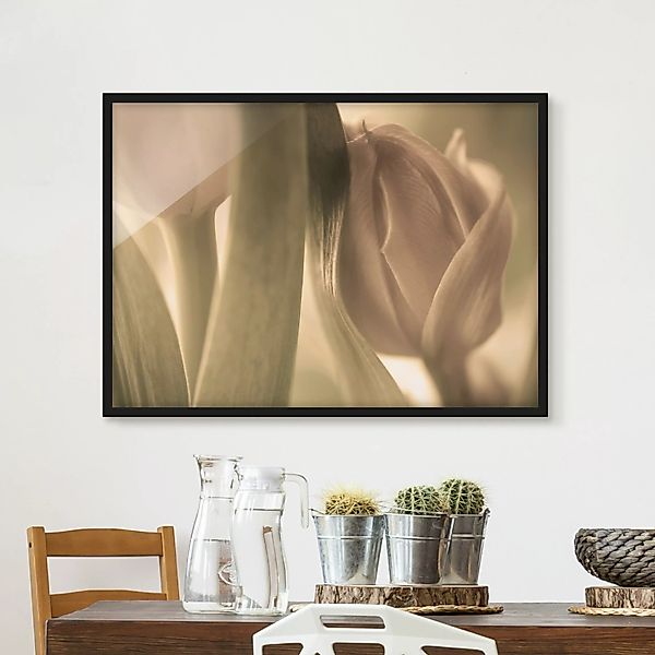 Bild mit Rahmen Blumen - Querformat Zarte Tulpen günstig online kaufen