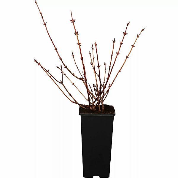 GROW by OBI Bio Sibirische Blaubeere Dunkelblau 10-20cm Topf ca. 2 l Lonice günstig online kaufen