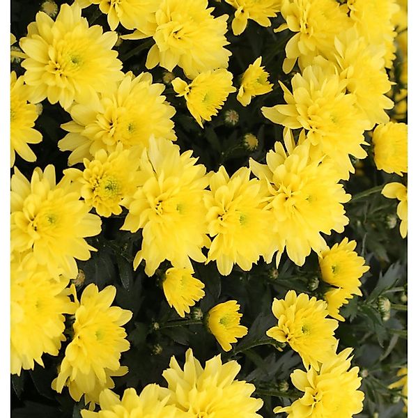 Herbstaster Citrus - Chrysanthemum hortorum günstig online kaufen