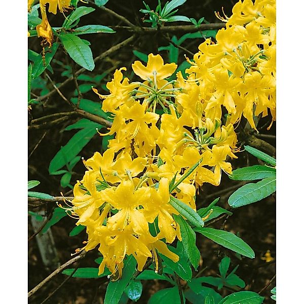 Rhododendron Lutescens Gelb Blühend 70–80 cm günstig online kaufen