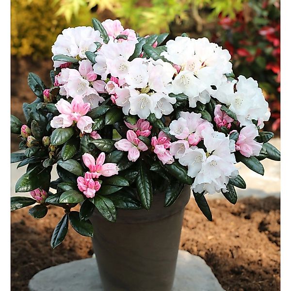 Rhododendron Hydon Velvet 30-40cm - Rhododendron bureavii günstig online kaufen