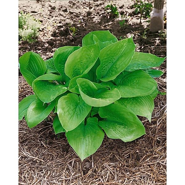 Hosta X Cult. Sum And Substance Funkie Ca. 11x11 cm Topf günstig online kaufen