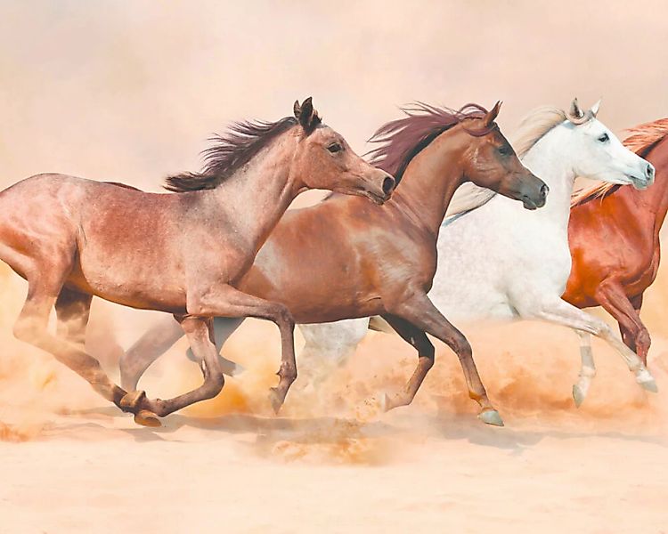Fototapete "PferdeGallopp" 4,00x2,50 m / Glattvlies Perlmutt günstig online kaufen