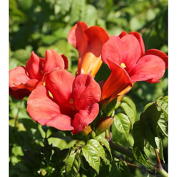 Trompetenblume Flamenco 60-80cm - Campsis radicans günstig online kaufen