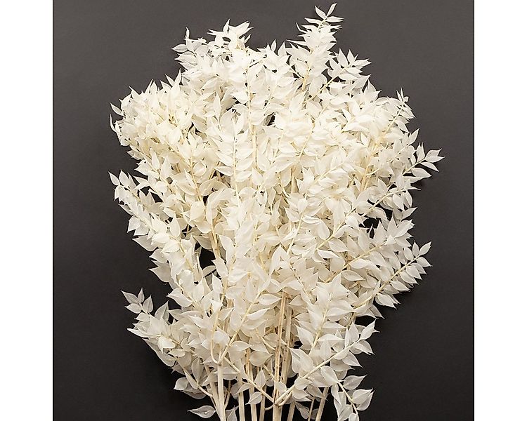 Trockenblume Ruscus Dekozweige Trockenblumen für stilvolle Arrangements, Vi günstig online kaufen