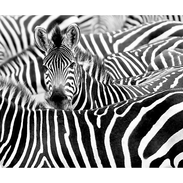 Rasch Digitaldruck African Queen III Zebra Schwarz-Weiß 2,65 x 3,18 m günstig online kaufen