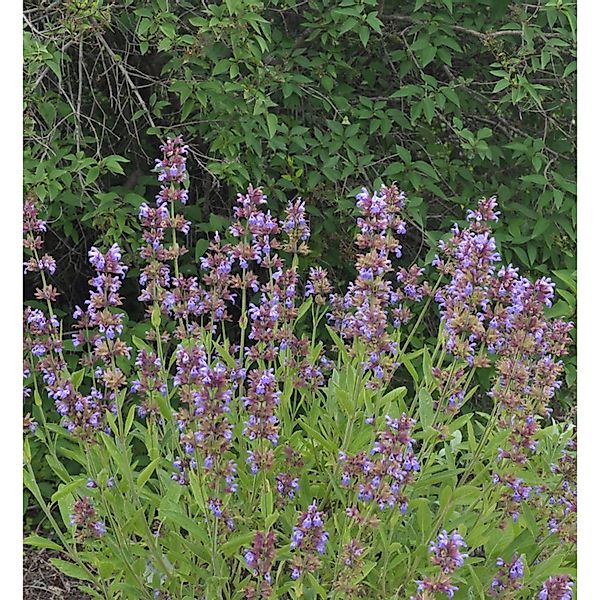 Echter Salbei Würzburg - Salvia officinalis günstig online kaufen