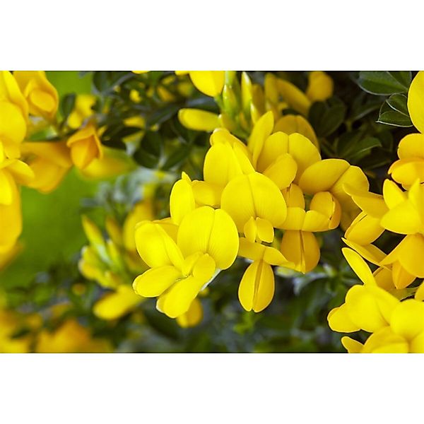 Genista Tinctoria Färberginster Royal Gold 30-40 cm günstig online kaufen