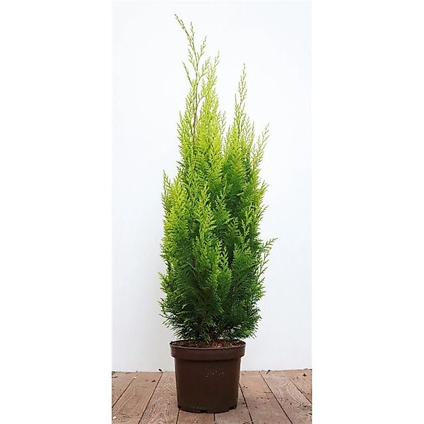 Chamaecyparis lawsoniana 'Ivonne' 60-80 cm günstig online kaufen
