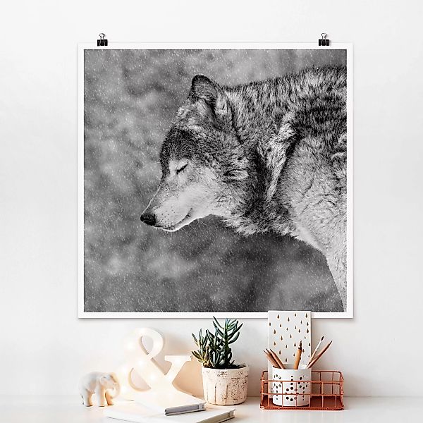 Poster Tiere - Quadrat Winter Wolf günstig online kaufen